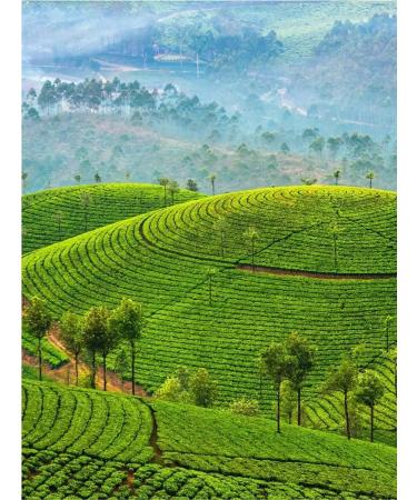 Gutenberg Tea drink red city 500 g leaf tea - Buy Online on GoSupps.com