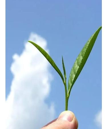 RISTON Herbal Assortment 50 bags of 2 g - Buy Online on GoSupps.com