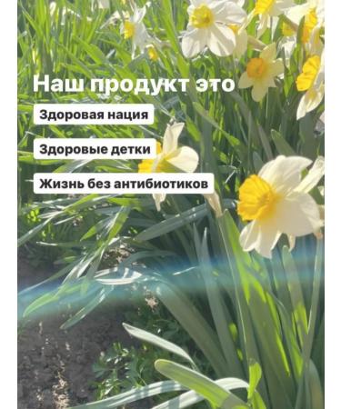 Korotkov's balms Gynecological complex No. 2 with cysts and nodes of the capsule Tabs - Buy Online on GoSupps.com