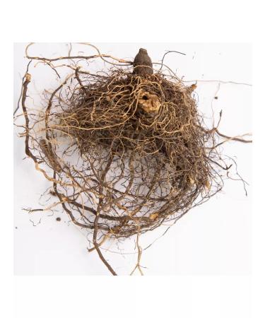 FitoContinent Levzea Saflorovid Koron 150g - Buy Online on GoSupps.com