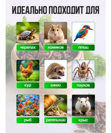 Sly Rat Black Lion Carnet for Turtles Rats Birds 60 grams - Buy Online on GoSupps.com