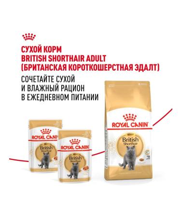 ROYAL CANIN Wet feed British shorthair for cats British 85 g 5pcs - Buy Online on GoSupps.com