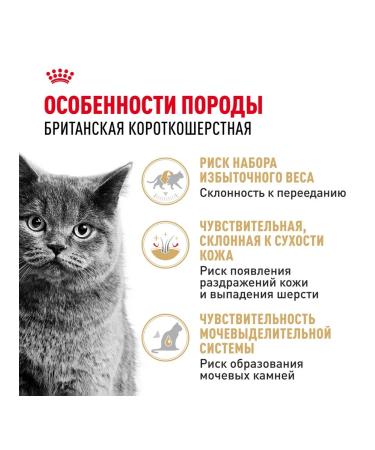 ROYAL CANIN Wet feed British shorthair for cats British 85 g 5pcs - Buy Online on GoSupps.com