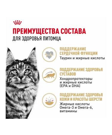 ROYAL CANIN Wet feed Main Coon for cats Maine Kun 85 g 10pcs - Buy Online on GoSupps.com