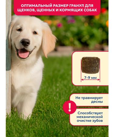 Pet's Brunch Dry food for puppies puppy and nursing dogs with veal - Buy Online on GoSupps.com