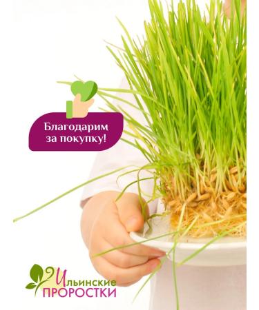 Ilyinsky sprouts Clover Red Seeds for Microsenerena 1 kg - Buy Online on GoSupps.com