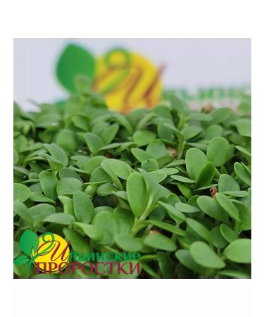 Ilyinsky sprouts Clover Red Seeds for Microsenerena 1 kg - Buy Online on GoSupps.com