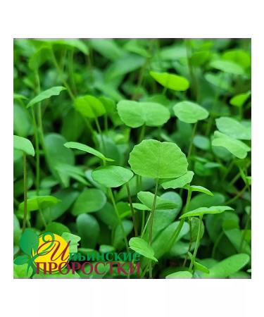 Ilyinsky sprouts Clover Red Seeds for Microsenerena 1 kg - Buy Online on GoSupps.com