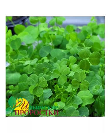 Ilyinsky sprouts Clover Red Seeds for Microsenerena 1 kg - Buy Online on GoSupps.com