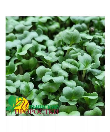 Ilyinsky sprouts Broccoli seeds of microwave 1 kg - Buy Online on GoSupps.com