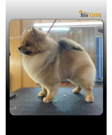 Bis ONE A set of shampoos for dogs and cats Gold 1+1 (M) - Buy Online on GoSupps.com