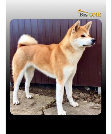 Bis ONE A set of shampoos for dogs and cats Gold 1+1 (M) - Buy Online on GoSupps.com