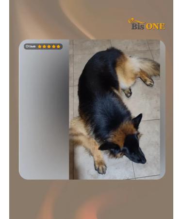 Bis ONE A set of shampoos for dogs and cats Gold 1+1 (M) - Buy Online on GoSupps.com