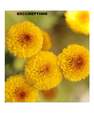 Collistar Body scrub Beneessere Neroli+Elicriso 250ml - Buy Online on GoSupps.com