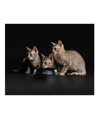 PRO PLAN Feed for kittens Wet turkey in sauce 85 g 10 pcs - Buy Online on GoSupps.com