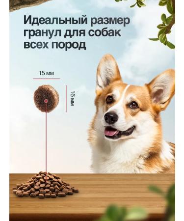 BLITZ Dry food for dogs with a turkey 1.8 kg - Buy Online on GoSupps.com