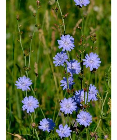 LUKKSEN Tsikoria soluble natural without caffeine 200 g - Buy Online on GoSupps.com