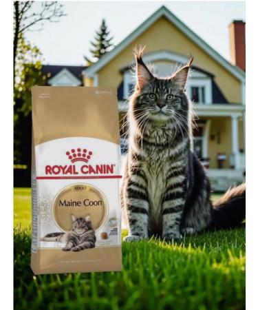ROYAL CANIN Dry food Maine Coon Adult for cat cats Maine Kun 2kg - Buy Online on GoSupps.com