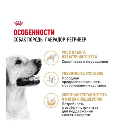 ROYAL CANIN Dry food for dogs of the breed Labrador 12 kg - Buy Online on GoSupps.com