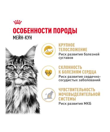 ROYAL CANIN Dry food Maine Coon for cat cats Maine-kun 2 kg - Buy Online on GoSupps.com