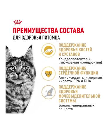 ROYAL CANIN Dry food Maine Coon for cat cats Maine-kun 2 kg - Buy Online on GoSupps.com
