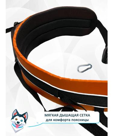 totemicaws Children's belt for the kicar theys and seizure of the orange LITE. S. - Buy Online on GoSupps.com