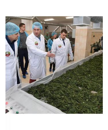 Mama Karelia Ivan tea with black currant berries 50g - Buy Online on GoSupps.com