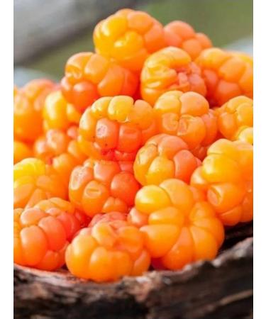 Mama Karelia Ivan-tea with a buggy of double fermentation pressed - Buy Online on GoSupps.com