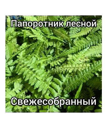 ANIRAM Ferned forest dried 25 grams - Buy Online on GoSupps.com