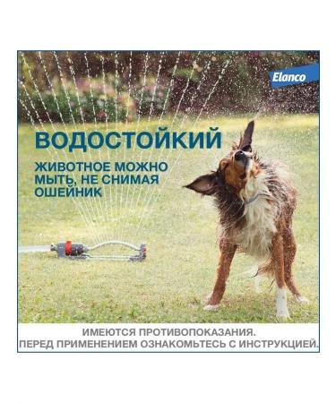 Elanco Forethromial collar for dogs less than 8 kg from ticks and fleas 38 cm - Buy Online on GoSupps.com