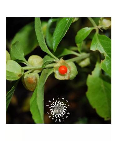 Green Legacy Ashvagandha seeds (lat. Withania somnifera) 15 pcs - Buy Online on GoSupps.com