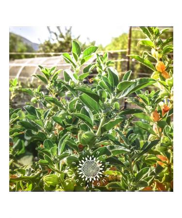 Green Legacy Ashvagandha seeds (lat. Withania somnifera) 15 pcs - Buy Online on GoSupps.com