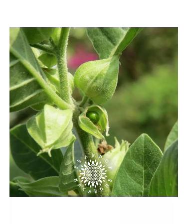 Green Legacy Ashvagandha seeds (lat. Withania somnifera) 15 pcs - Buy Online on GoSupps.com