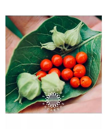 Green Legacy Ashvagandha seeds (lat. Withania somnifera) 15 pcs - Buy Online on GoSupps.com