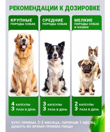 VAKA Fish oil for dogs and cats with kelp 2 units. 100 capsules - Buy Online on GoSupps.com