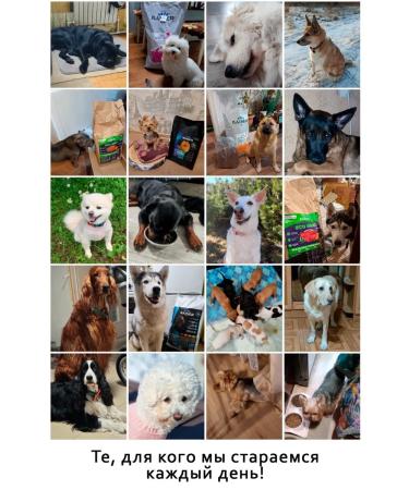 KAISER Dry food baked for dogs with beef Breeders -5kg - Buy Online on GoSupps.com