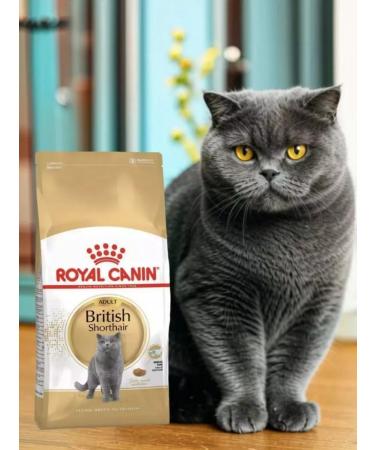ROYAL CANIN Adult British cats British Shorthair 4 kg - Buy Online on GoSupps.com