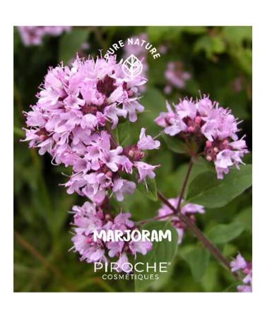 Piroche Cosmetiques Restoring balm 75 ml - Buy Online on GoSupps.com