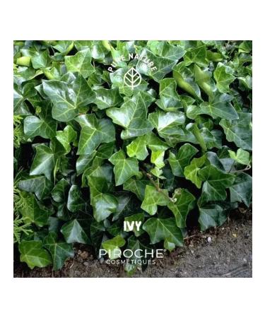 Piroche Cosmetiques Anti -cellulite drainage and strengthening cream 250 ml - Buy Online on GoSupps.com