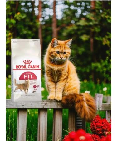 ROYAL CANIN Dry FIT-32 food for adult cats extending to the street 4KG - Buy Online on GoSupps.com