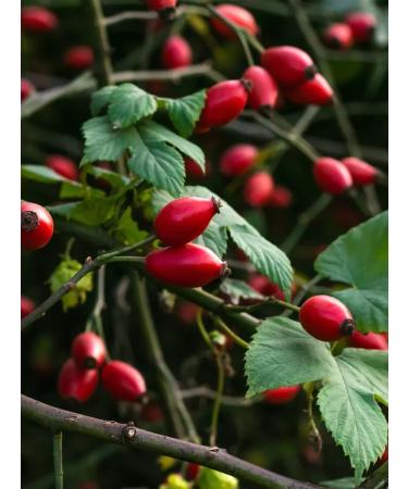 chi Set for protecting the color and brightness of dyed hair Rose HIP - Buy Online on GoSupps.com