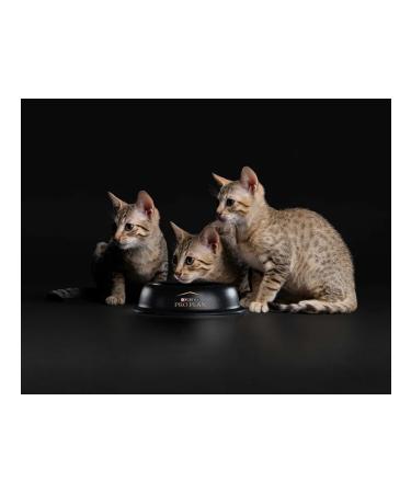 PRO PLAN Dry food for kittens with a high chicken content of 10 kg - Buy Online on GoSupps.com