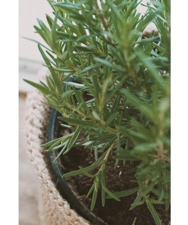 Wise Crimean rosemary hydrolyte 100ml - Buy Online on GoSupps.com