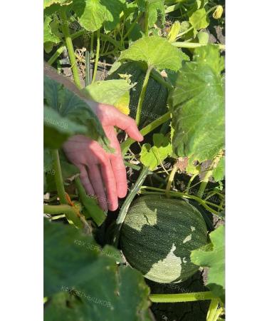 Zernishkov peasant farm Pumpkin seeds Styrian peeled in vacuum 250 gr - Buy Online on GoSupps.com