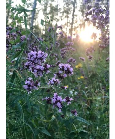 forest GREDI Oregano fragrant dried herbal collection oregano - Buy Online on GoSupps.com