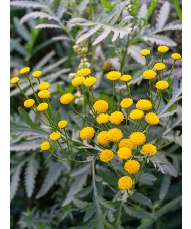 Idel-Atal Tansy grass dried flowers 30 g - Buy Online on GoSupps.com