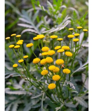 Idel-Atal Tansy grass dried flowers 30 g - Buy Online on GoSupps.com