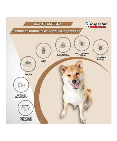 inspector Tablets from the ticks of the Blocks of the Quadro more than 16 kg - Buy Online on GoSupps.com