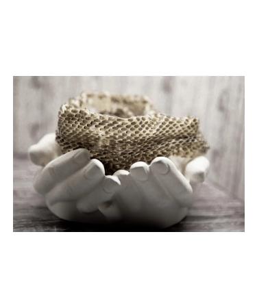 Snake skin is dry The skin of the snake is patterned