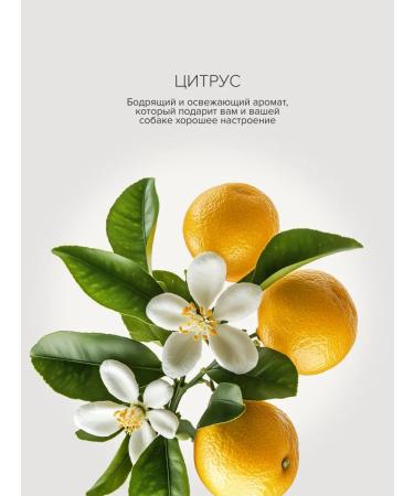 Anny Kelly Molting shampoo citrus aroma 500 ml - Buy Online on GoSupps.com